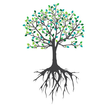 Green and blue leaves on a tree with roots.